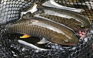 【军鱼光倒刺】军鱼光倒刺品牌,价格 - 阿里巴巴