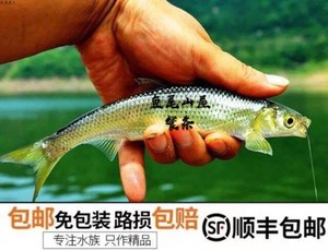 餐条鱼 刁子鱼 大白条 餐条鱼活体 刁子鱼活体 刁子鱼苗 青柳皮鱼
