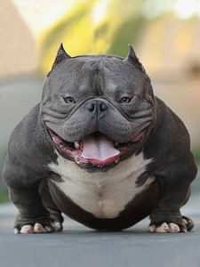 美国恶霸犬双血统恶霸犬斗牛犬纯种宠物狗活体极端体口袋恶霸幼犬