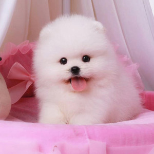 纯种博美幼犬茶杯犬博美犬活体俊介犬长不大可爱的小型犬宠物狗狗