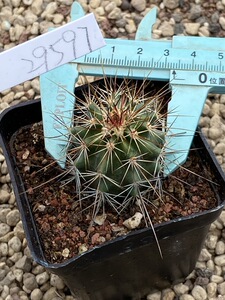 【运起多肉】多肉植物  青花虾 鹿角柱属  实生  仙人球 一物一拍