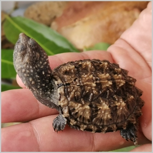 杂佛小鳄龟苗鳄鱼龟乌龟活体宠物龟北美鳄龟苗外塘冷水杂食龟包活