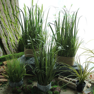 森系仿真狗尾巴草盆栽假针叶草纯草植物兰花草造景装饰桌面上盆景