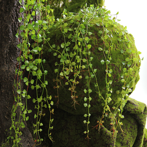 森系小叶爬山虎藤条手感做旧仿真绿叶壁挂装饰植物角缠绕遮挡吊饰