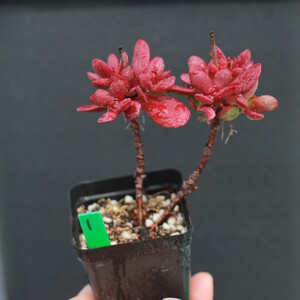 紫蝶 薄叶克拉夫 多肉罕见稀有品种超高老桩 2021年4月一物一拍