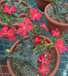 温莎瓶干温莎棒槌pachypodium baronii var. windsorii棒棰树