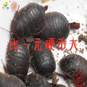 可孵化卵胎生鱼独角仙幼虫卵大家洼脱壳卵感兴趣的产品参苓白术丸脾胃