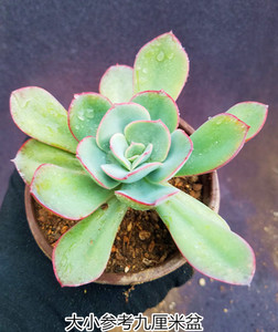 朱丽斯多肉老桩