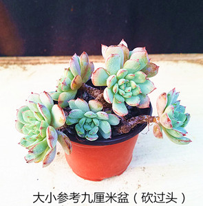 血姬莲多肉植物