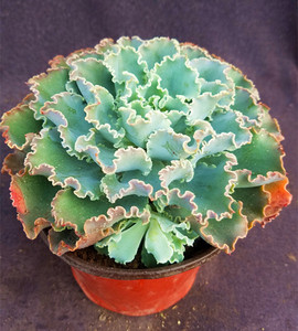 【蓝狐一物一拍】蓝狐多肉植物景天单头或群生或老桩包菜大群生