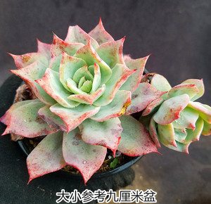 【龙赞尼一物一拍】蓝色黄昏多肉景天单头或群生或老桩薄叶三仙