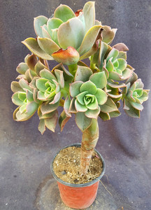 镜狮子法师老桩