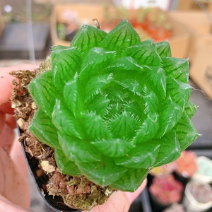 【樱水晶多肉植物】樱水晶多肉植物品牌,价格 - 阿里巴巴