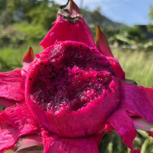 攀枝花有机红心火龙果绿色健康孕妇小孩放心吃的新鲜水果顺丰陆运