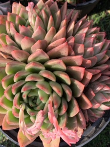 多肉植物 冬云米兰达群
