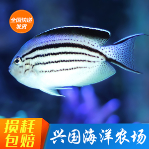 拉马克神仙鱼 海水鱼天皇仙珊瑚 神仙鱼定水快递包活小型宠物鱼