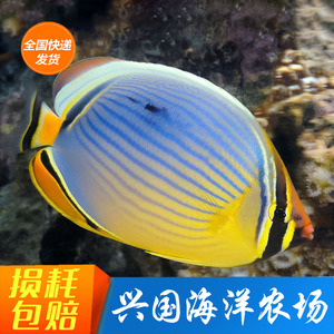 冬瓜蝶 朱砂网鲽人字蝴蝶鱼月眉海水神仙小丑鱼兴国海洋农场包活