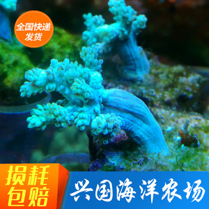 麦穗珊瑚