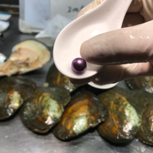 淡水爱迪生河蚌大蓝莓单珠现场开蚌取珍珠直播鲜活体可自己开包邮