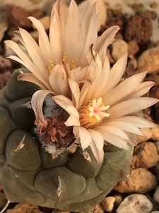 41307办公室桌面植物仙人球娇丽冬云实生冠径2.9厘米一物一拍