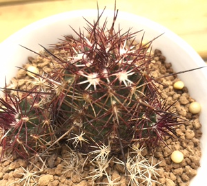 61701办公室桌面植物仙人球达士青花虾.侧芽自根5.9厘米一物一拍