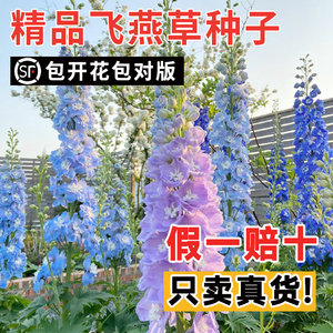 重瓣大花飞燕草籽花种子鸽子花百部草鸡爪连千鸟草蓝色籽种子