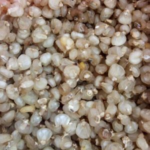 龙胜农家自晒糯阴包谷灰包谷灰玉米苞谷豆糯玉米干玉米粒恭城油茶