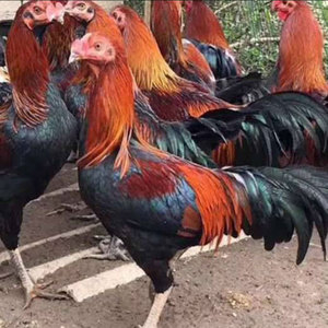 杂交斗鸡苗 改良斗鸡苗 肉用斗鸡苗 活体鸡苗 小鸡苗