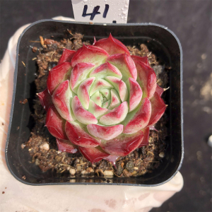 小海螺 多肉植物 月影系杂交 单头 果冻色带血斑精品控养一物一拍