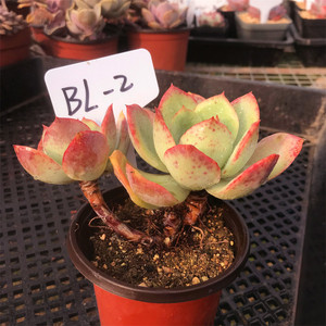 粉红贝拉 稀有 多肉植物 多头群生老桩 一物一拍 多肉 大棵小贵货