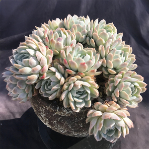 国王 宝莲灯 绿意 蓝色惊喜 福兔耳墨西哥雪球t_1515408207895