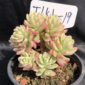 塔洛克锦一物一拍 多头群生老桩 木质化杆子 精品控养 多肉植物