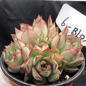 宝莲灯 多头群生老桩 多肉植物 整群 超大巨型 精品控养 羽之园艺