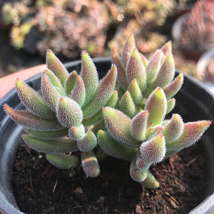 绒针 多头群生小老桩 多肉植物 阳台办公室内盆栽绿植组合 多肉