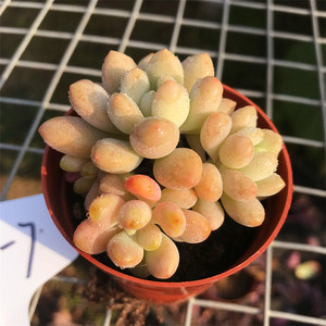 一物一拍 洛可可 达芙妮 多头群生 小贵货 多肉植物 杂交细叶洛神