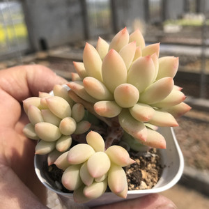 明珠 果冻色 小贵货 多头群生老桩 稀有多肉 办公室内盆栽肉肉