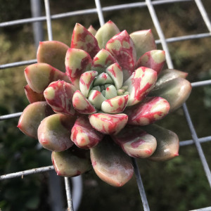 血燕 有血斑的多肉植物 回声 雪燕 可爱萌肉肉 羽之园艺新品多肉