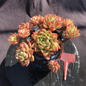 红玉东云 一物一拍 多头群生老桩 木质化杆子 超大巨型 多肉植物