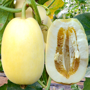 星甜二十四号甜瓜种籽双星香瓜种子超甜夏季四季黄皮瓜孑早熟高产