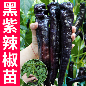 黑紫色羊角椒种籽孑紫妃尖椒种子彩椒苗辣椒高产抗病寿光蔬菜籽种