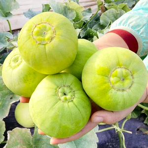 超甜日本甜宝甜瓜种子种籽孑特甜高产绿宝南方香瓜春季老品种大全