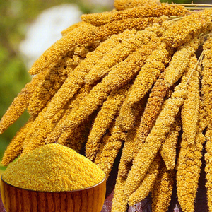 书香小米谷子红谷子种籽小香米旱稻谷种子香糯高产大田农家自种孑