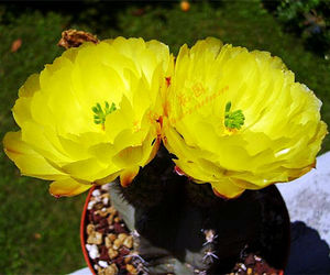 仙人球多肉 鹿角柱属实生大佛殿/微刺虾 美花绿植防辐射花卉盆栽