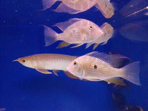 【祥凤】朱巴利鱼/红珍珠关刀