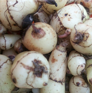 【白芨野生新鲜】白芨野生新鲜品牌,价格 - 阿里巴巴