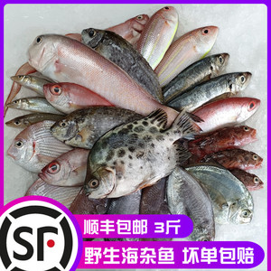 本港东海杂鱼新鲜冷冻无冰海鲜水产优质深海鱼少刺3斤顺丰包邮