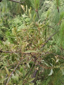 云南深山正宗松树寄生草野生寄生茶老树现采带松枝发货包邮