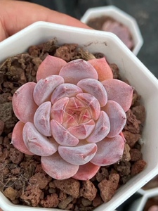 冰魄多肉,糖心,钻纹,秘境冰魄,一物一拍