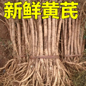 甘肃新鲜黄芪正北芪无硫湿现挖绵芪酵素现货现发大条