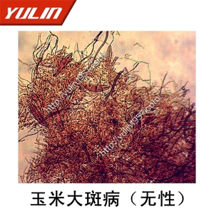 植物病理高校实验生物切片生物显微镜标本切片玉米大斑病菌(无性)